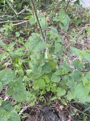 Ageratum houstonianum