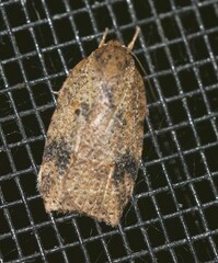 Thyromorpha stibaropis