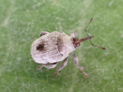 Thamiocolus garajonay