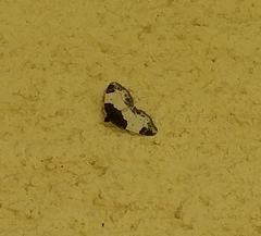 Mesoleuca albicillata