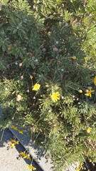 Euryops pectinatus