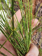 Casuarina