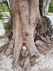 Casuarina