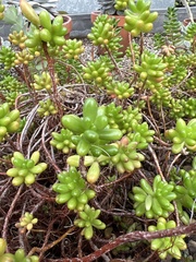 Sedum × rubrotinctum