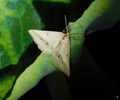 Isturgia arenacearia