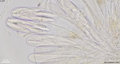 Durella