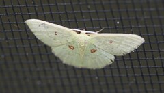 Comostola leucomerata