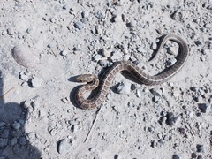 Thamnophis scalaris