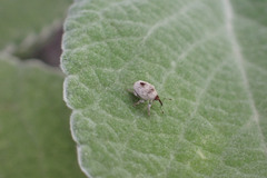 Thamiocolus garajonay