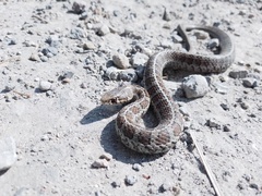 Thamnophis scalaris