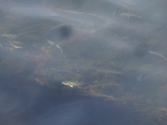 Pollachius pollachius