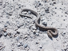 Thamnophis scalaris