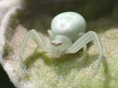 Misumena spinifera