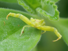 Thomisus citrinellus
