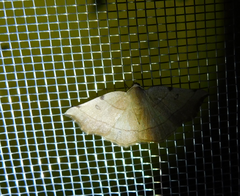 Eilicrinia trinotata