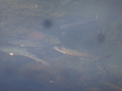 Pollachius pollachius