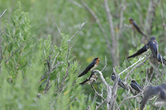 Hirundo rustica erythrogaster