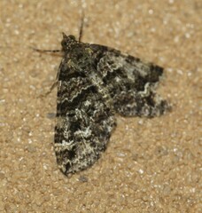 Crasilogia gressitti