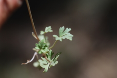 Lithophragma tenellum