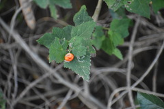 Malvaviscus arboreus