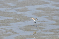 Calidris mauri