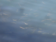 Pollachius pollachius