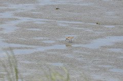 Calidris mauri