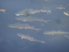 Pollachius pollachius