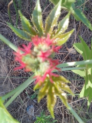 Ricinus communis
