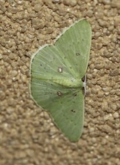 Comostola leucomerata