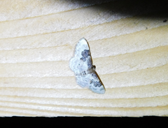 Idaea rusticata