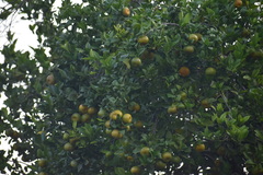 Citrus deliciosa