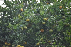 Citrus deliciosa