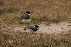 Vanellus malabaricus