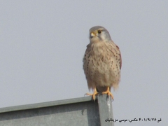 Falco tinnunculus