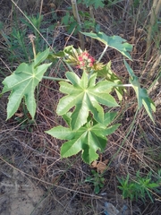 Ricinus communis