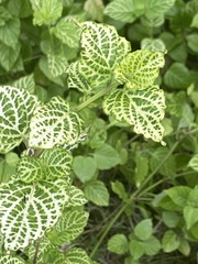 Asystasia gangetica gangetica