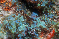 Malacoctenus triangulatus