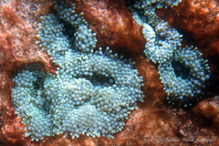Ricordea florida