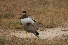 Vanellus malabaricus