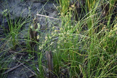 Cyperus ochraceus