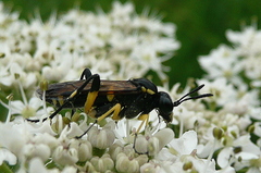 Macrophya montana