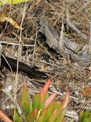 Lissolepis coventryi