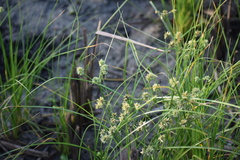 Cyperus ochraceus