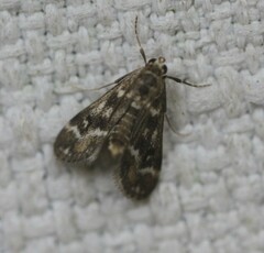 Hygraula nitens