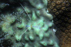 Ancylomenes pedersoni