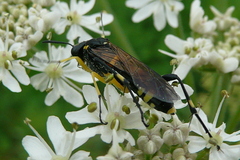 Macrophya montana