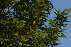 Leiothlypis ruficapilla