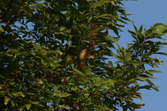 Leiothlypis ruficapilla