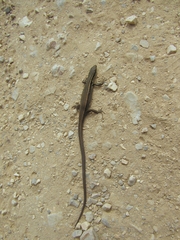 Cercosaurinae